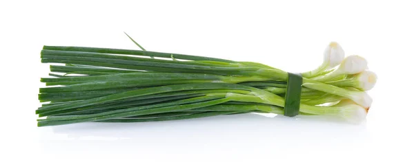 Groene ui geïsoleerd op de witte achtergrond — Stockfoto