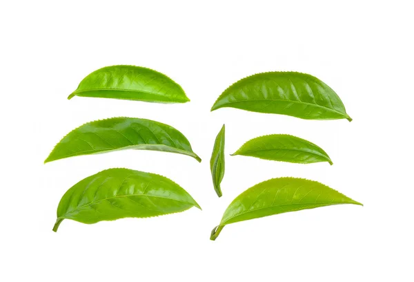Teblader isolert på hvit bakgrunn – stockfoto