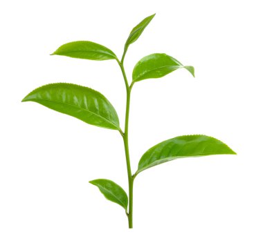 Beyaz arkaplanda yeşil çay yaprağı izole