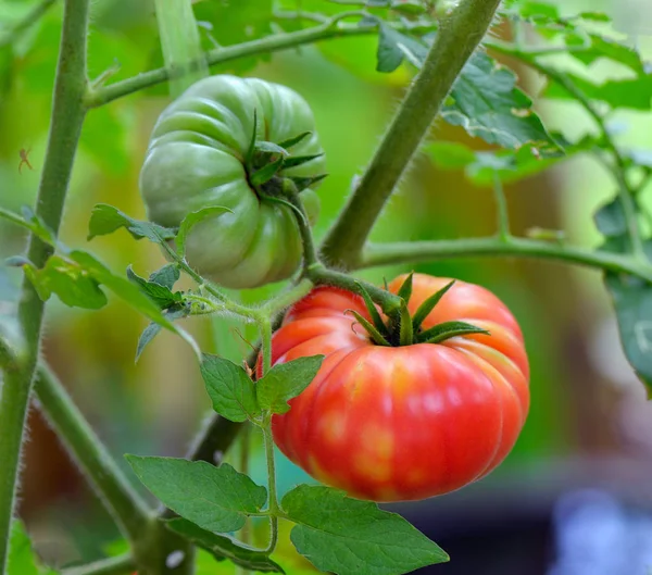 Pomodori Sull Albero — Foto Stock