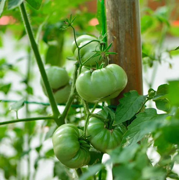 Pomodori Sull Albero — Foto Stock