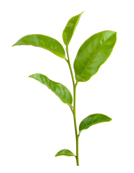 Grünes Teeblatt Isoliert Auf Weißem Hintergrund — Stockfoto