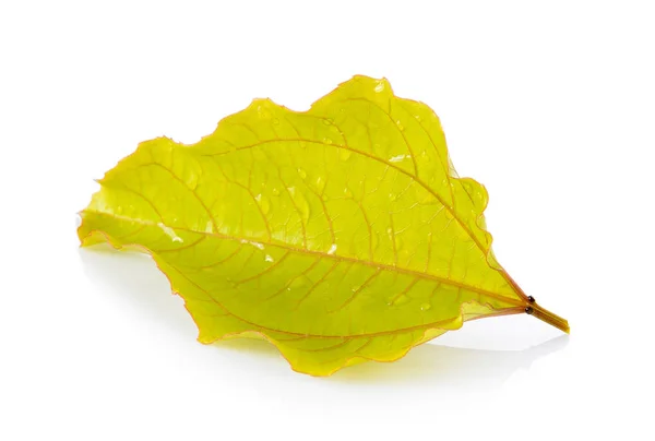 Hoja aislada sobre fondo blanco — Foto de Stock