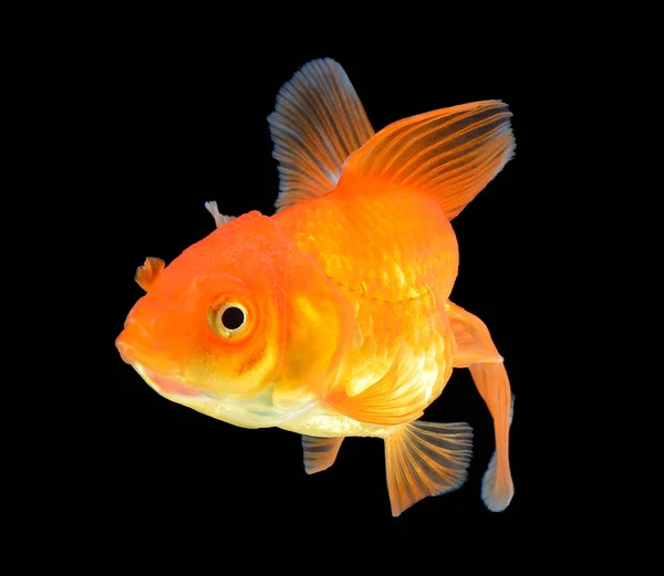 Золотая рыба на черном — стоковое фото