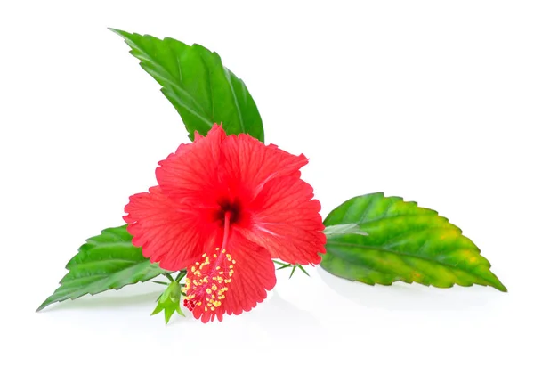 Hibiscus flower with leaf isolated on white background — Stock Photo, Image