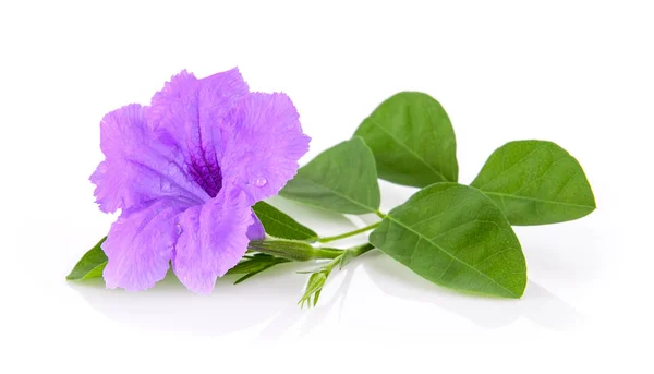Purple flowers on white background — Stock Photo, Image