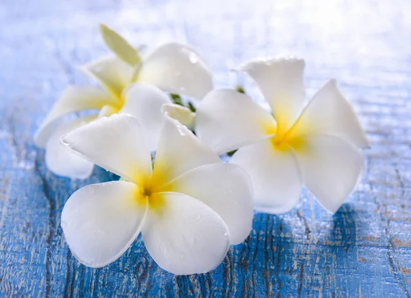 Frangipani blomma på bordet — Stockfoto