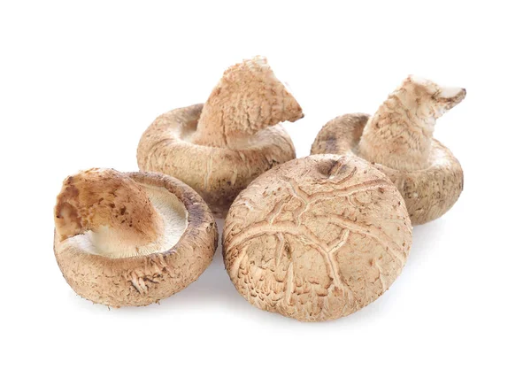 Shiitake svamp på den vita bakgrunden — Stockfoto