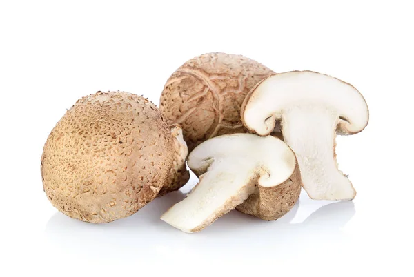 Shiitake svamp på den vita bakgrunden — Stockfoto