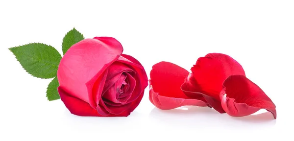 Rosa roja con hoja sobre fondo blanco — Foto de Stock