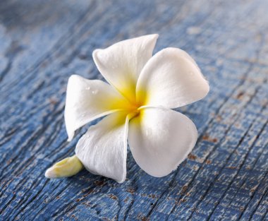 Masada Frangipani çiçek