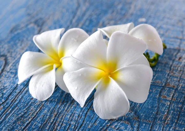 Frangipani bloem op tafel — Stockfoto