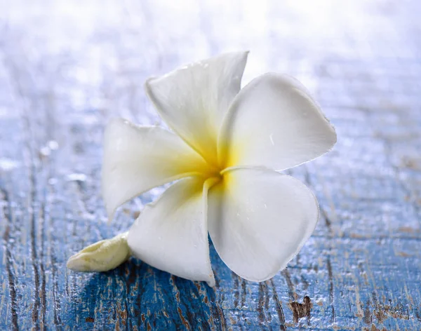 Frangipani ดอกไม้บนโต๊ะ — ภาพถ่ายสต็อก