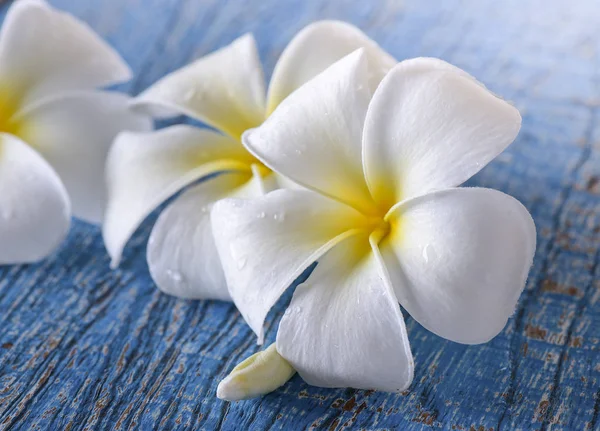 Frangipani blomma på bordet — Stockfoto