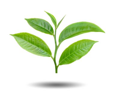 Beyaz arkaplanda izole çay yaprağı