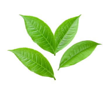 Beyaz arkaplanda izole çay yaprağı