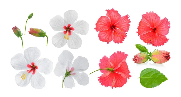 Uppsättning Röda Och Vita Hibiskus Blomma Isolerad Vit Bakgrund — Stockfoto