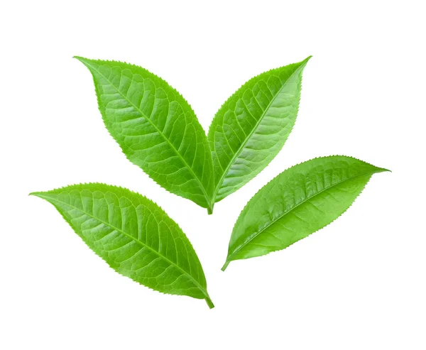 Liść Herbaty Izolowany Białym Tle — Zdjęcie stockowe