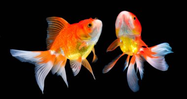 siyah arka plan üzerine güzel altın balık