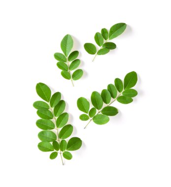 Beyaz arka plan üzerinde izole Moringa yaprak