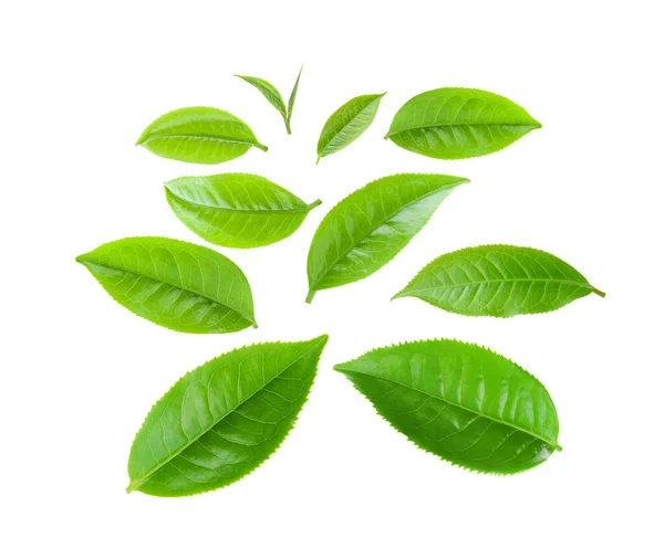 Zelený Čaj Listy Izolované Bílém Pozadí — Stock fotografie