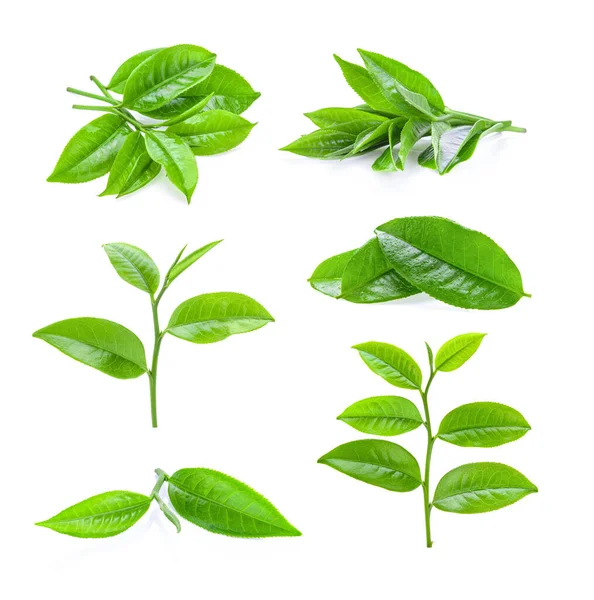 Set Tea Leaf Isolated White Background — Stock Photo, Image
