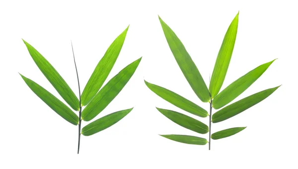 Bambusové Listy Izolované Bílém Pozadí — Stock fotografie