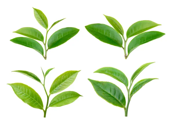 白い背景に隔離された緑茶の葉のセット — ストック写真