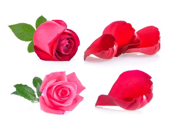 Rote Und Rosa Rose Mit Blatt Auf Weißem Hintergrund — Stockfoto