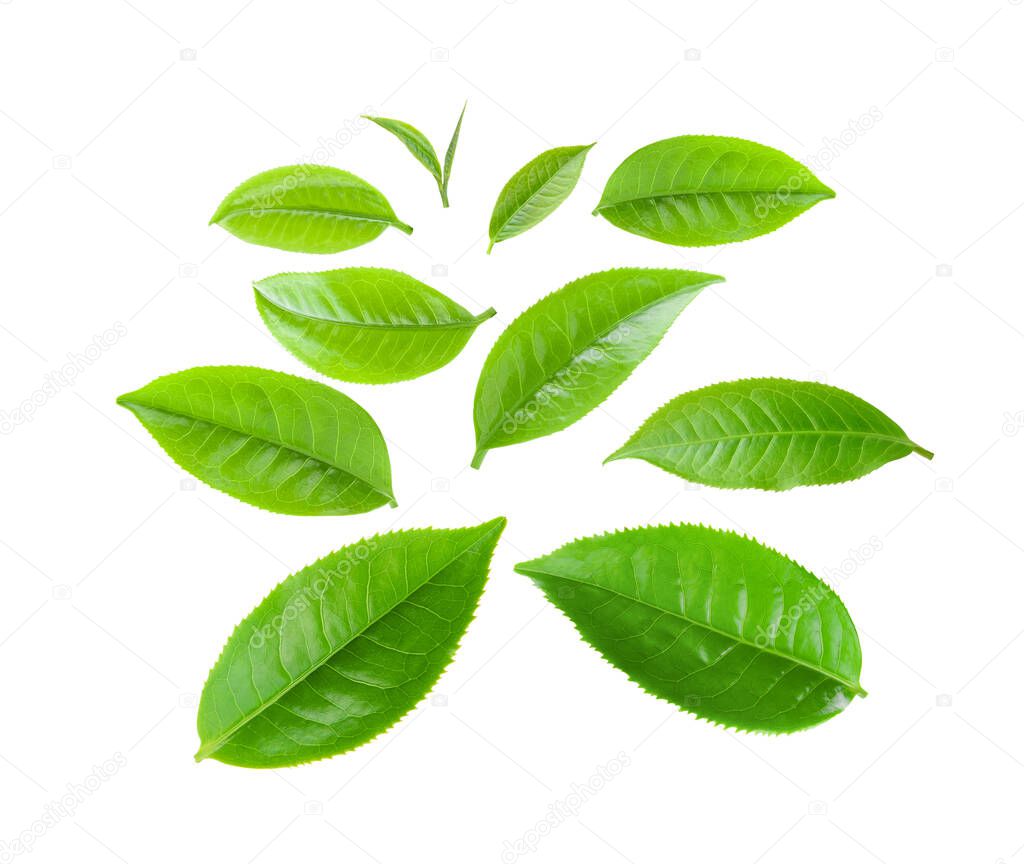 green tea leaves isolated on white background 
