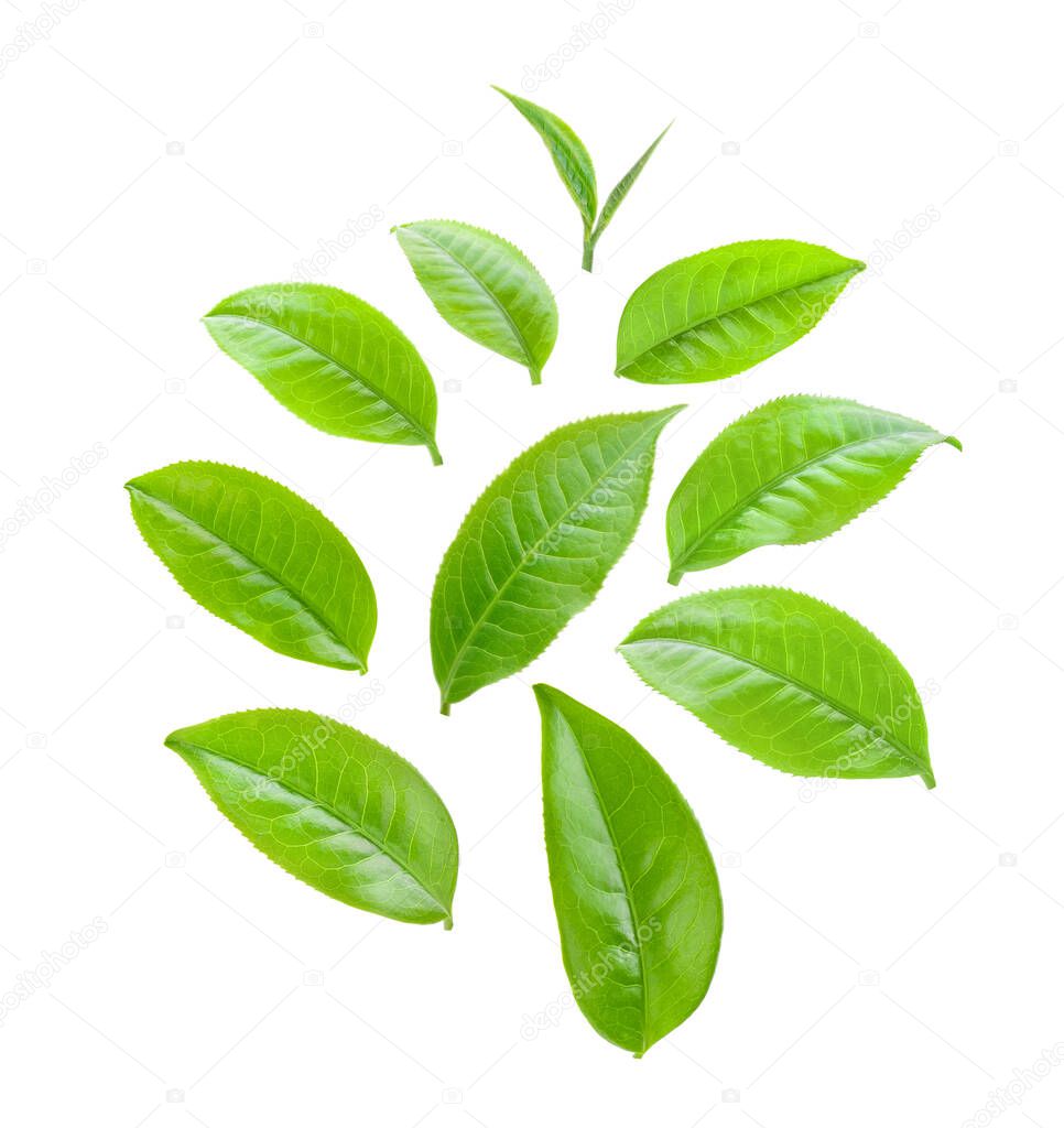 green tea leaves isolated on white background 