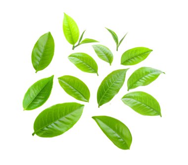  Beyaz arkaplanda izole çay yaprağı