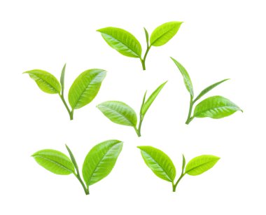 Beyaz arka planda izole çay yaprağı