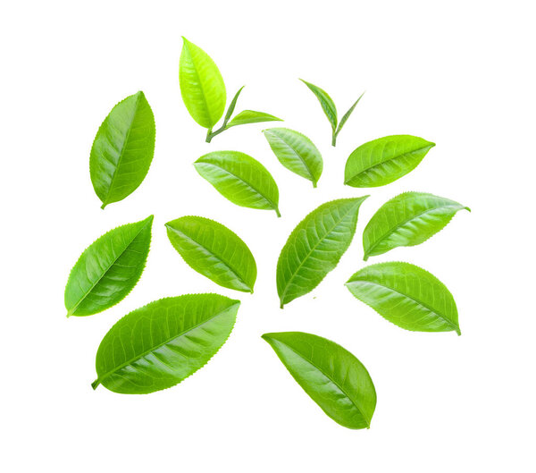  tea leaf isolated on white background