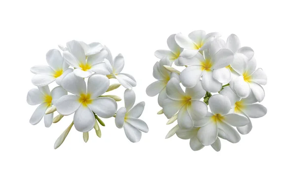 白い背景で隔離の熱帯の花フランジパニ プルメリア — ストック写真