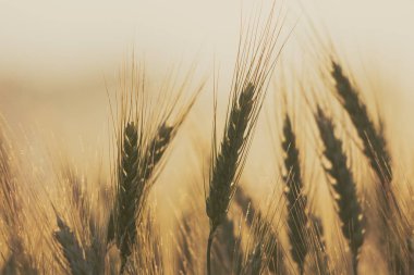 Sıcak güneşli bir günde mahsuller kapanıyor