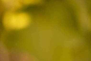 Sonbaharda ya da sonbaharda güneş ışığı efektleriyle soyut doğa parkı Bokeh backgorund.