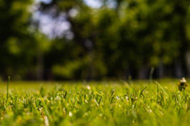 Arka planda bulanık ağaçlar olan kapalı yeşil çimenler