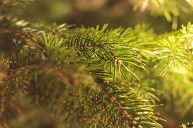 Noel ağacının sağ tarafında sarı ışık olan yeşil dalı.