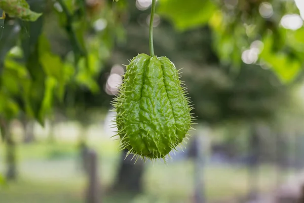 Fresh Chayote Surrounded Leaves Garden — Stock Photo, Image