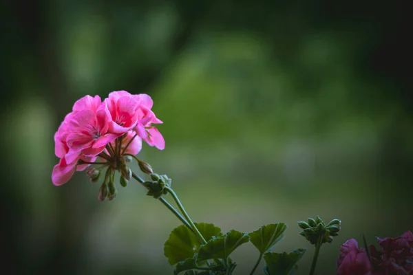 Flor Rosa Com Fundo Verde Adequado Para Texto Lado Direito — Fotografia de Stock