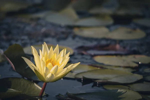 Schönheit Seerose Blume Einem Teich — Stockfoto