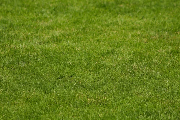 新鮮な緑の芝生のフィールドを閉じるテクスチャの背景 ロイヤリティフリーのストック写真
