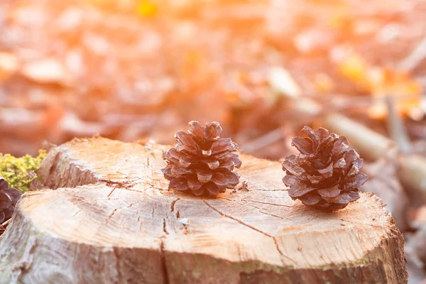 Pine Cones Wooden Log Sun Light Overlay Royalty Free Stock Images