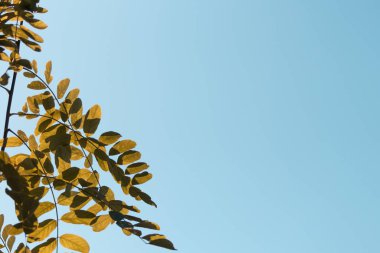 Güneşli bir günde mavi gökyüzü arkaplanlı yeşil yaprak.