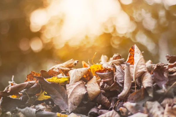 乾燥した秋はオレンジと茶色で葉します 接近中だ背景 — ストック写真