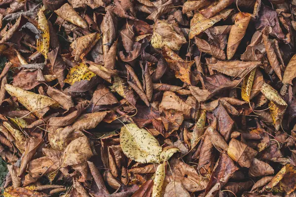 茶色と黄色の秋の葉の背景 屋外だ秋の紅葉をイメージしたカラフルな背景が季節感を演出します テキストのスペース — ストック写真