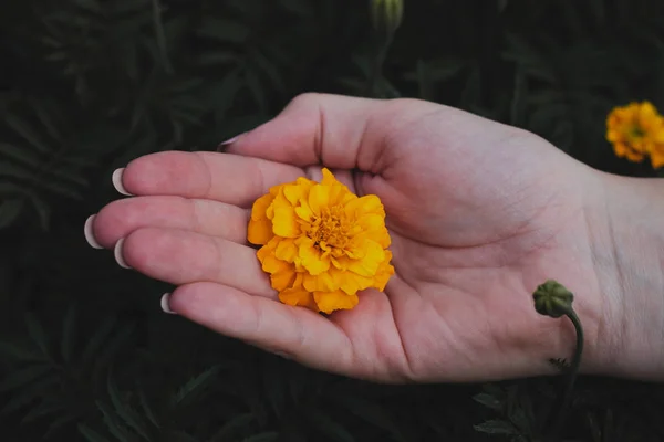 黄色的花 背景是草 黄花在手 — 图库照片