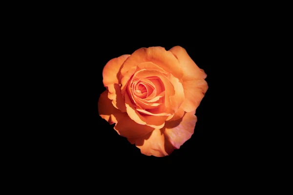 Isolated colourful close up of a single orange rose head.