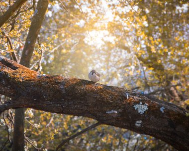 Mayıs çiçek bahçesinde Bahar kiraz dal üzerinde oturan şirin kuş baştankara